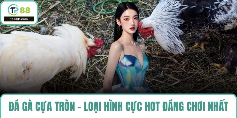 Đá gà cựa tròn - Loại hình cực hot đáng chơi nhất