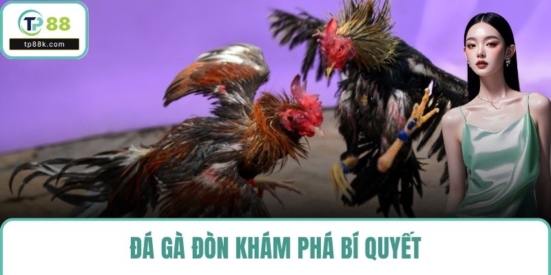 Đá gà đòn