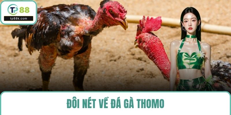 Đôi nét về đá gà thomo