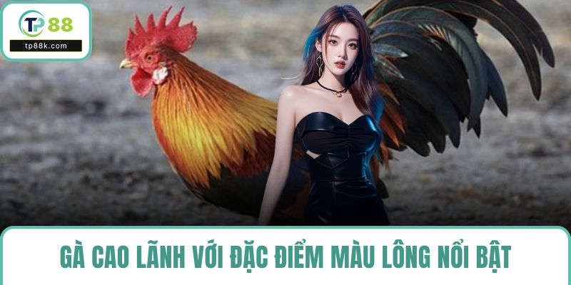 Gà Cao Lãnh với đặc điểm màu lông nổi bật