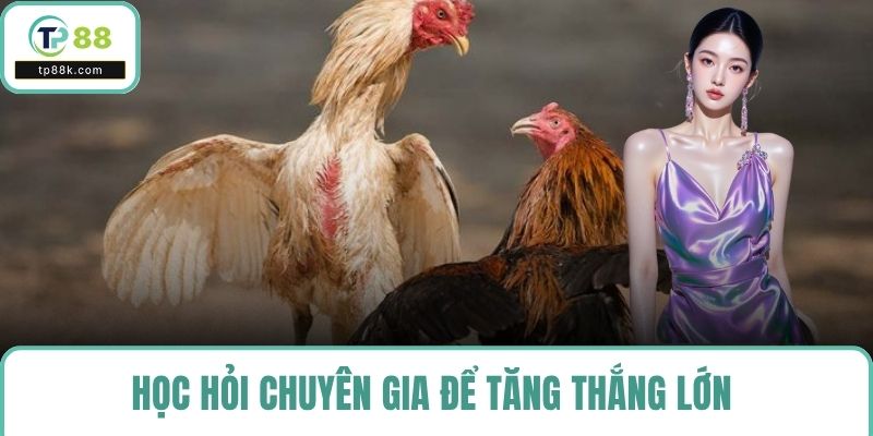 Học hỏi chuyên gia để tăng thắng lớn với gà Cao Lãnh