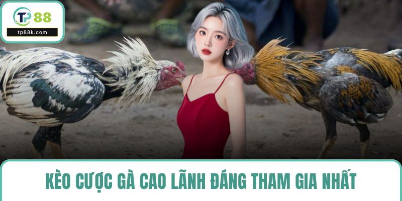 Kèo cược gà Cao Lãnh đáng tham gia nhất