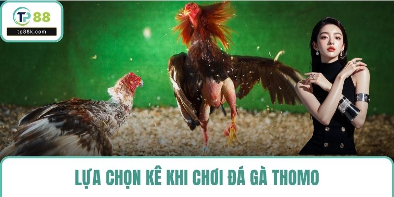 Lựa chọn kê khi chơi đá gà thomo