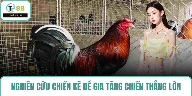 Nghiên cứu chiến kê để gia tăng chiến thắng lớn