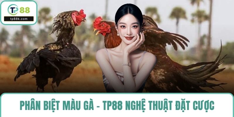 Phân biệt màu gà