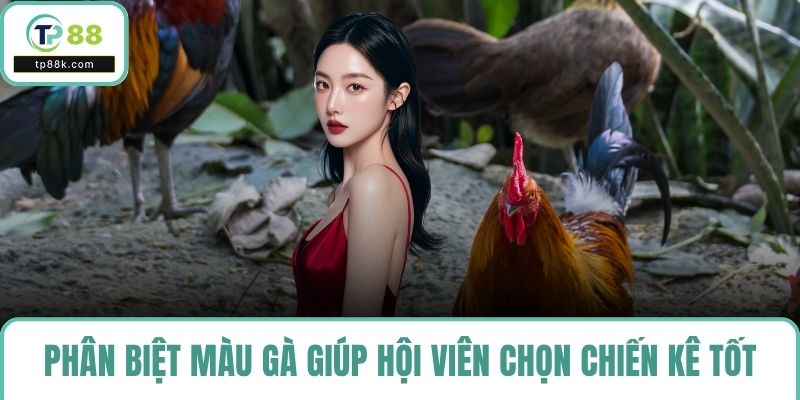 Phân biệt màu gà giúp hội viên chọn chiến kê tốt