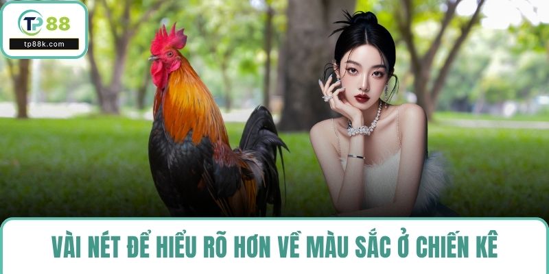 Vài nét để hiểu rõ hơn về màu sắc ở chiến kê