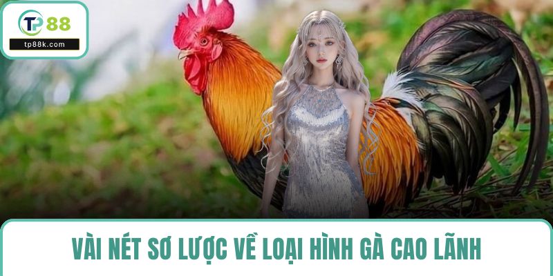 Vài nét sơ lược về loại hình gà Cao lãnh